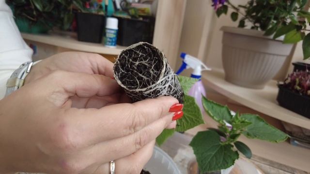 ШИКАРНАЯ РАССАДА ОГУРЦОВ В ОДНОРАЗОВОМ СТАКАНЕ. ГЛАВНОЕ ЗНАТЬ ЧЕМ КОРМИТЬ! смотреть онлайн