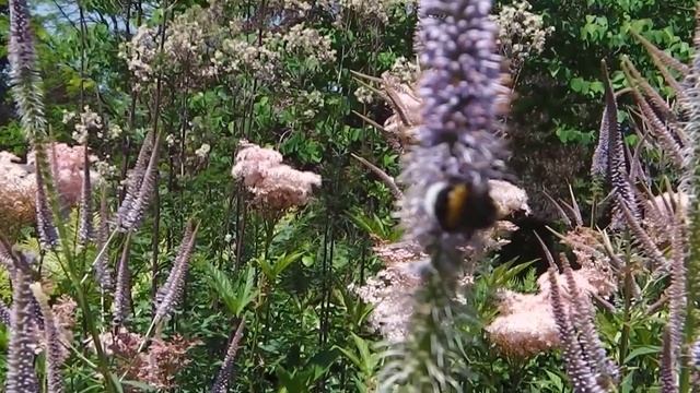 Veronicastrum Virginicum 