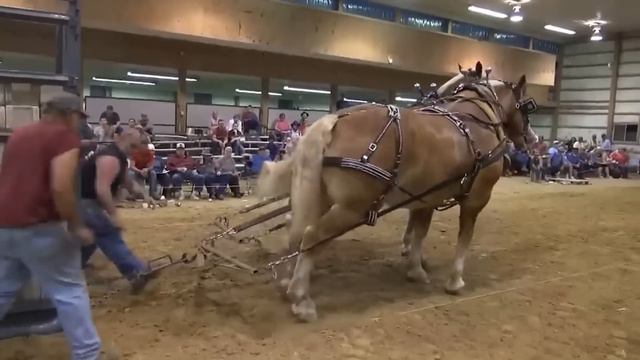 50 Самых Крупных Существ, Когда-Либо Снятых на Камеру смотреть онлайн