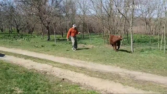 Сема первый день на воле. Полив картошки ,, Туманом ,,. смотреть онлайн