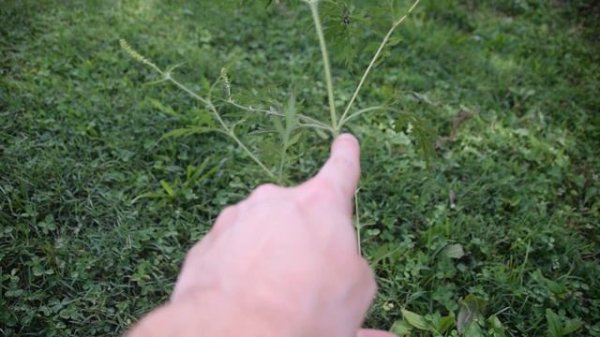 How To Identify Common Ragweed - Ambrosia artemisiifolia - Allergenic Plant