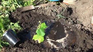 Рассада огурцов в стаканчиках: высадка рассады в грунт.