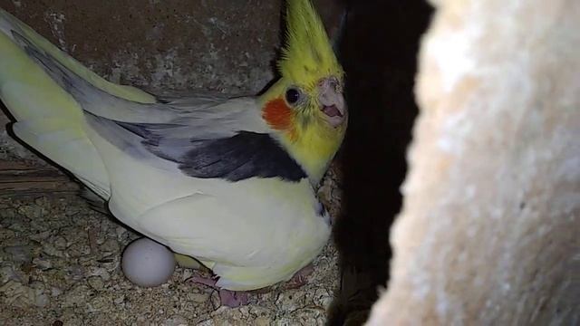 Стайное разведение корелл. смотреть онлайн