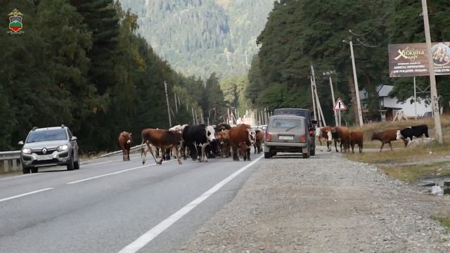 Сотрудники ГИБДД призывают к бдительности во время сезонного перегона домашнего скота смотреть онлайн