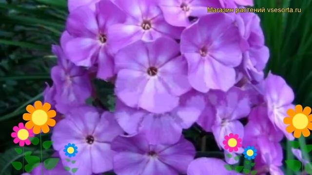Флокс метельчатый Андре. Краткий обзор, описание характеристик phlox paniculata Andre смотреть онлайн