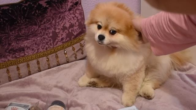 Большие покупки из зоомагазина