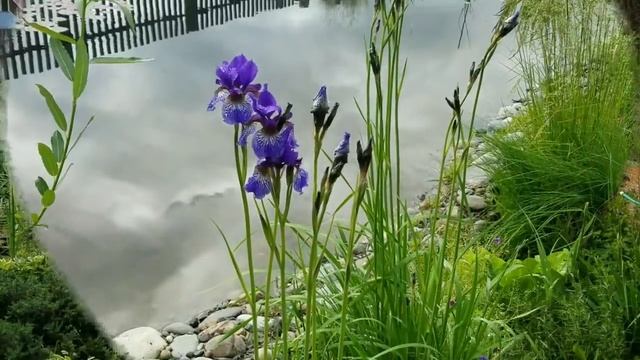 Мое сонное царство. Нашли Емелю. Сиреневые краски сада. смотреть онлайн