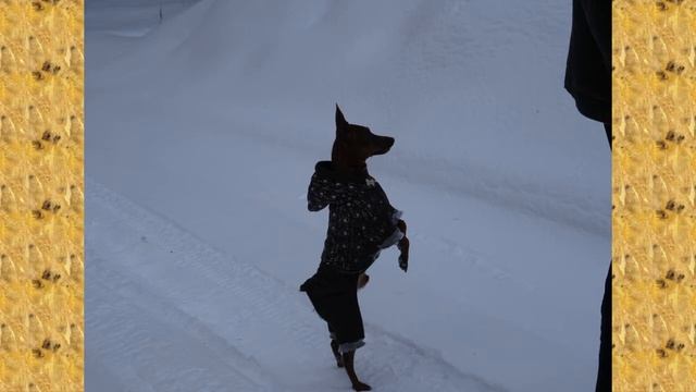 Гаррик 1 сер #Цверг #Пинчер смотреть онлайн