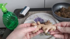 Как разбудить спящие почки у имбиря