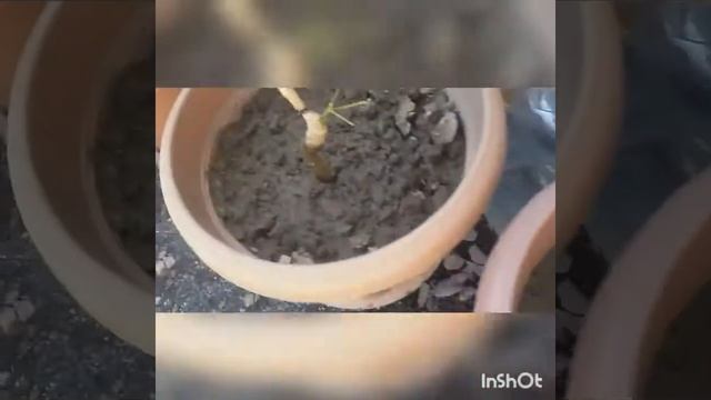 Размножение лимонов черенками и воздушными отводка смотреть онлайн