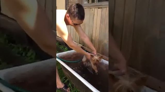 Собака бежит по воде) смотреть онлайн