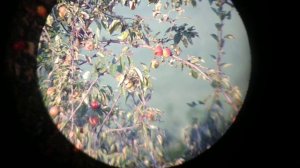 Зрительная труба ЗРТ 457, как показывает на разных дистанциях, влияние тепловых потоков