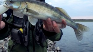 Ловля судака с берега. Секреты и техника!