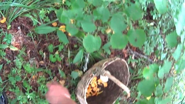 В поисках грибов недалеко от Мшинской в окрестностях реки Ящеры (юг ЛО между Вырицей и Лугой) смотреть онлайн