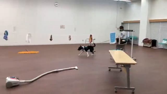 2020.8.7.Nose Work Tango 14 months old смотреть онлайн