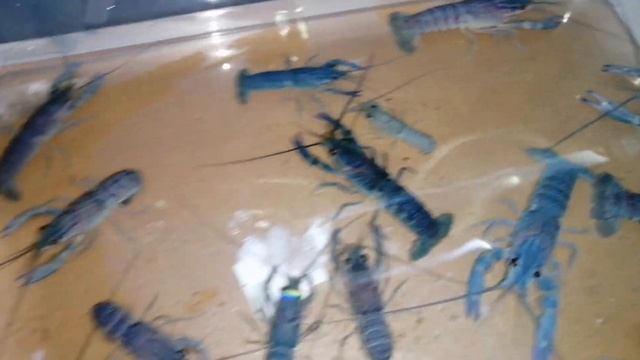 Австралийские раки. АККР. Отправка молоди и подростков крака. смотреть онлайн