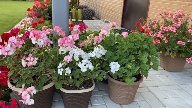 Пеларгония на 01.08.23/ Ленинградская область