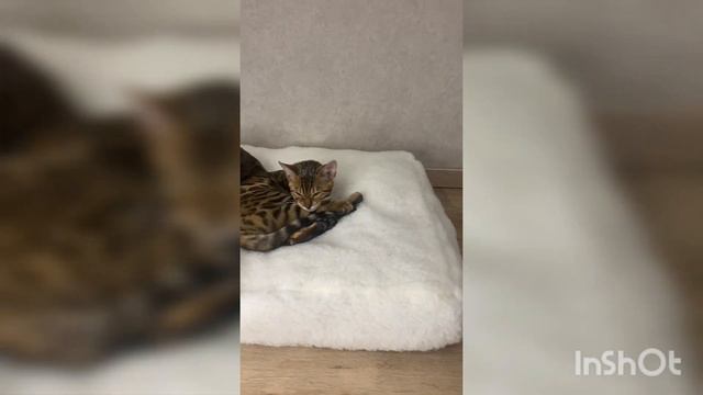 лежак для животных, белый мех смотреть онлайн