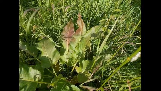 Синюшкин колодец смотреть онлайн