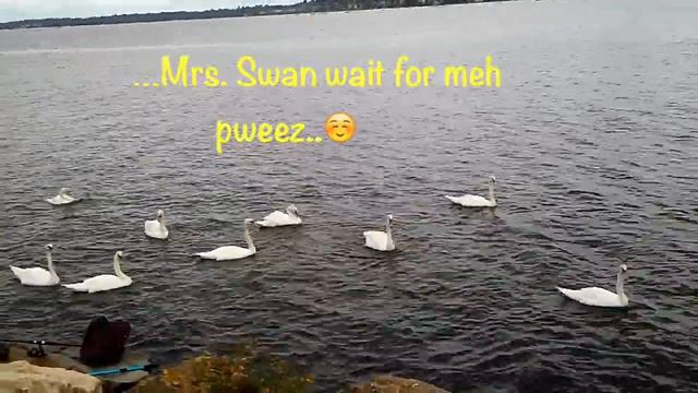 Shih Tzu Puppy Met Swans at Crocheron Park New York I Little Neck Bay I Must See I Part 1 😍🐥❤️ смотреть онлайн