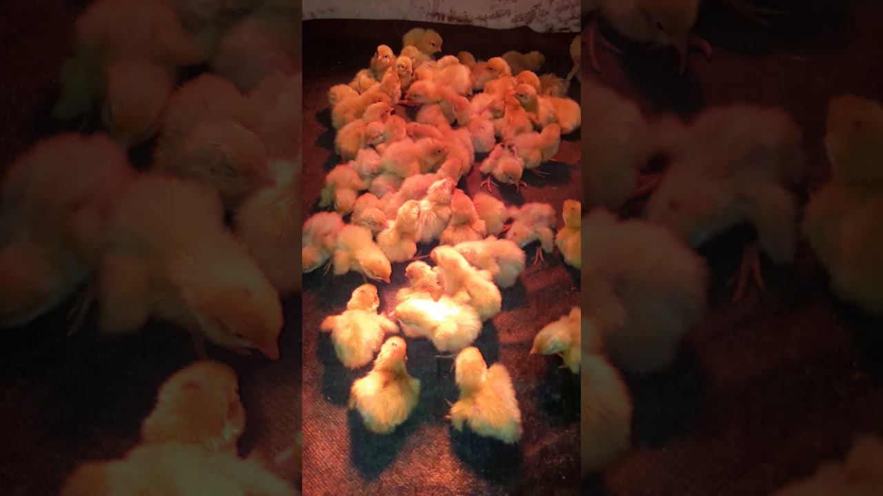 #shorts Перепелиный десант смотреть онлайн