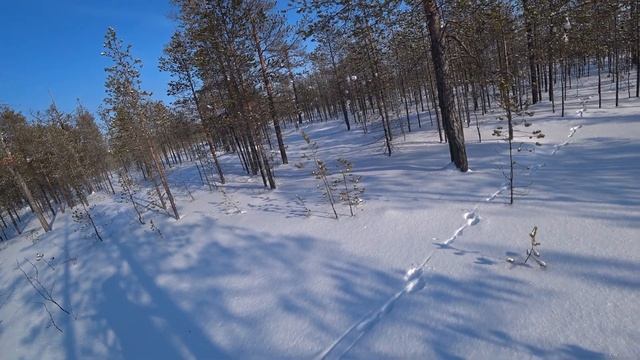 Закрытие охоты на зайца 2023 ЯНАО. Матерый заяц беляк. смотреть онлайн