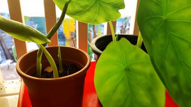 How to Grow Alocasia Plants Propagate /Can be prepared in 40 days //Alokeshya plant care смотреть онлайн