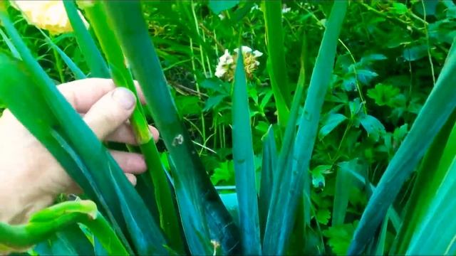 #юкка_садовая #юкка_нитчатая #вечнозеленая  Юкка- белые колокольчики