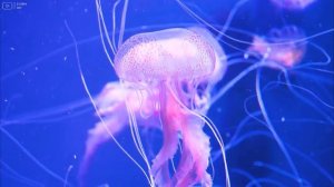 Aquarium 4K VIDEO (ULTRA HD) 🐠 Sea Animals With Relaxing Music - Rare & Colorful Sea Life Video