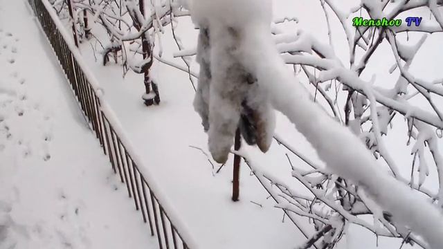 Первый снег в Херсоне зимы 2020. Виды деревьев, улиц, собаки. Пушистая Природа 6.02.2020 смотреть онлайн