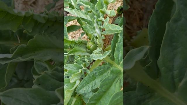 Артишок - забытый деликатес.