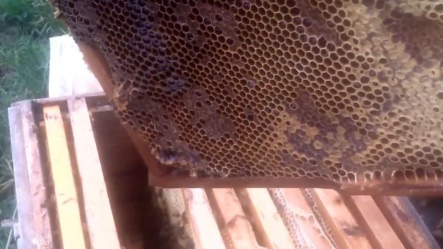 ОСНОВНАЯ КАЧКА МЁДА смотреть онлайн