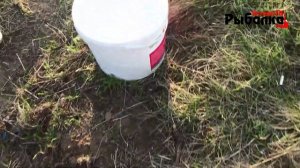 Ловля уклейки весной в проводку.