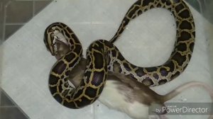 Тигровый питон. Экспериментальное кормление.