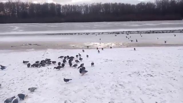 Сотни уток в центре города на реке Десна. смотреть онлайн