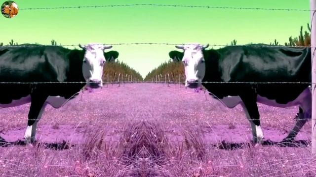 Funny Cow Dance 90  With Very Funny Cow Song |  Cow Lovely Mooing Sounds  | Cows Music
