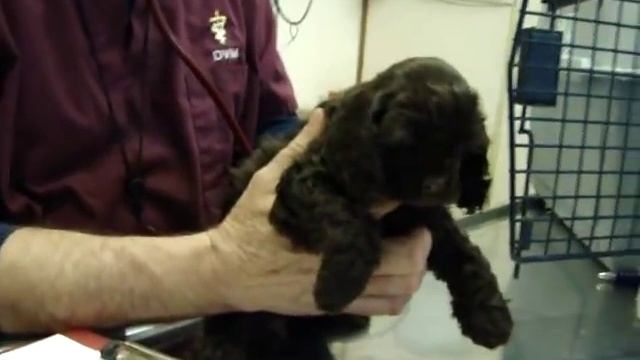 Chocolate Cocker Spaniel Puppies смотреть онлайн