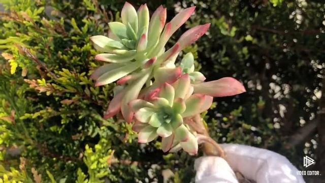 Echeveria Minibelle Variegated смотреть онлайн