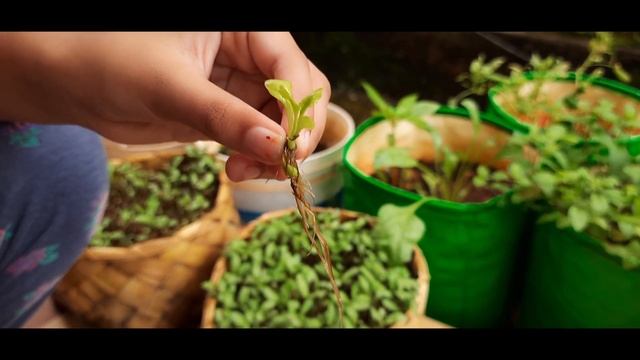 How to Grow Bryophyllum (Ranapala) by Leaf || Grow Patharchatt || Succulent plant смотреть онлайн