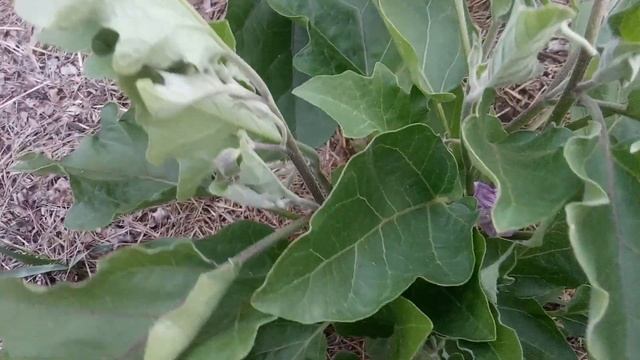 Огород. Что изменилось за неделю? смотреть онлайн