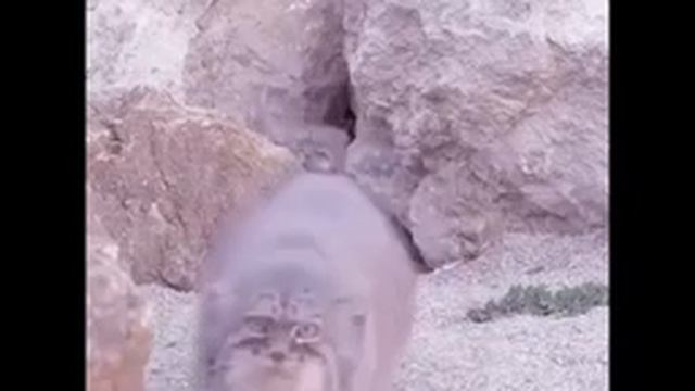 1 манул, 2 манула... | 10 ЧАСОВ