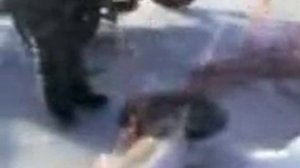 Астраханские браконьеры на каспии, ,берут белугу!!!"