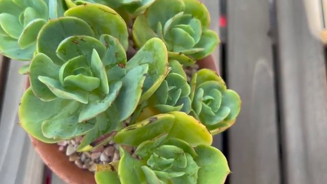 Vlog #23 | Echeveria Peach Pride 😍