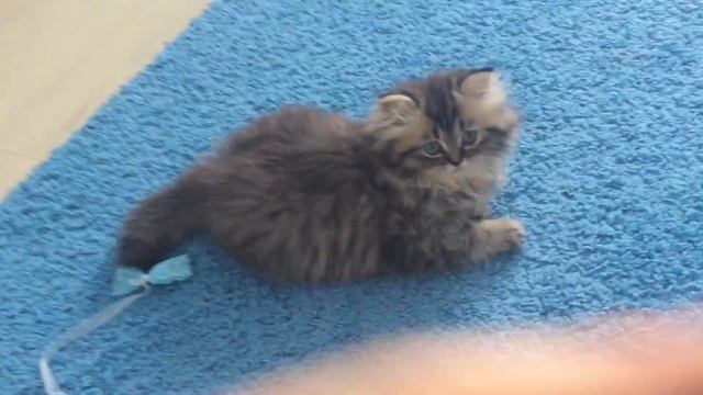 Котёнок просит поиграть с ним. Ну как такому отказать смотреть онлайн