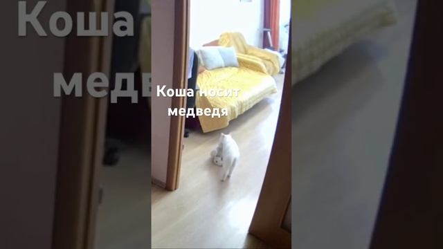 Благодаря камере видеонаблюдения мы увидели как Коша таскает медведя? #Lexi смотреть онлайн