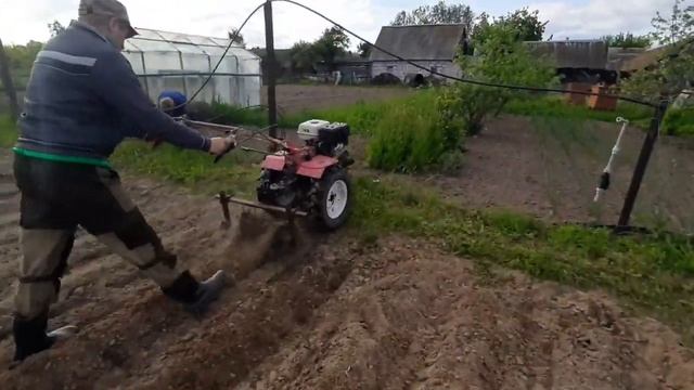 ежи для рыхления и прополки картофеля снова в деле. смотреть онлайн