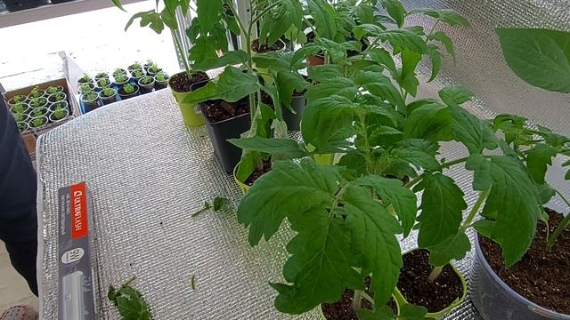 Фитолампы и томаты- проблемы! смотреть онлайн