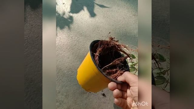 Dischidia oianta Variegated. cutting and Propagation смотреть онлайн