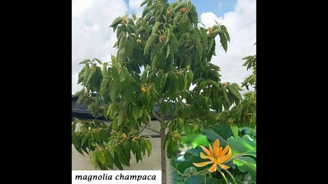 Beautiful trees grow at home -medicinal value-name and life-landscaping trees смотреть онлайн