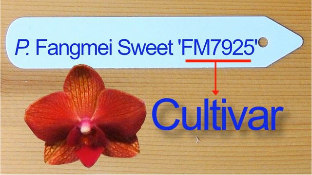 Orchid Tag Part 3- Cultivar Name смотреть онлайн